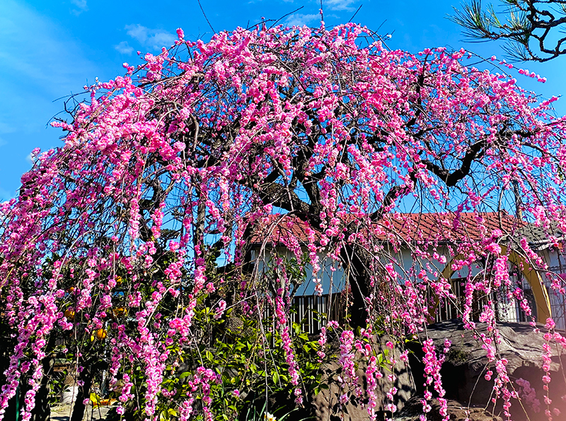 南正寺境内に咲く梅の花