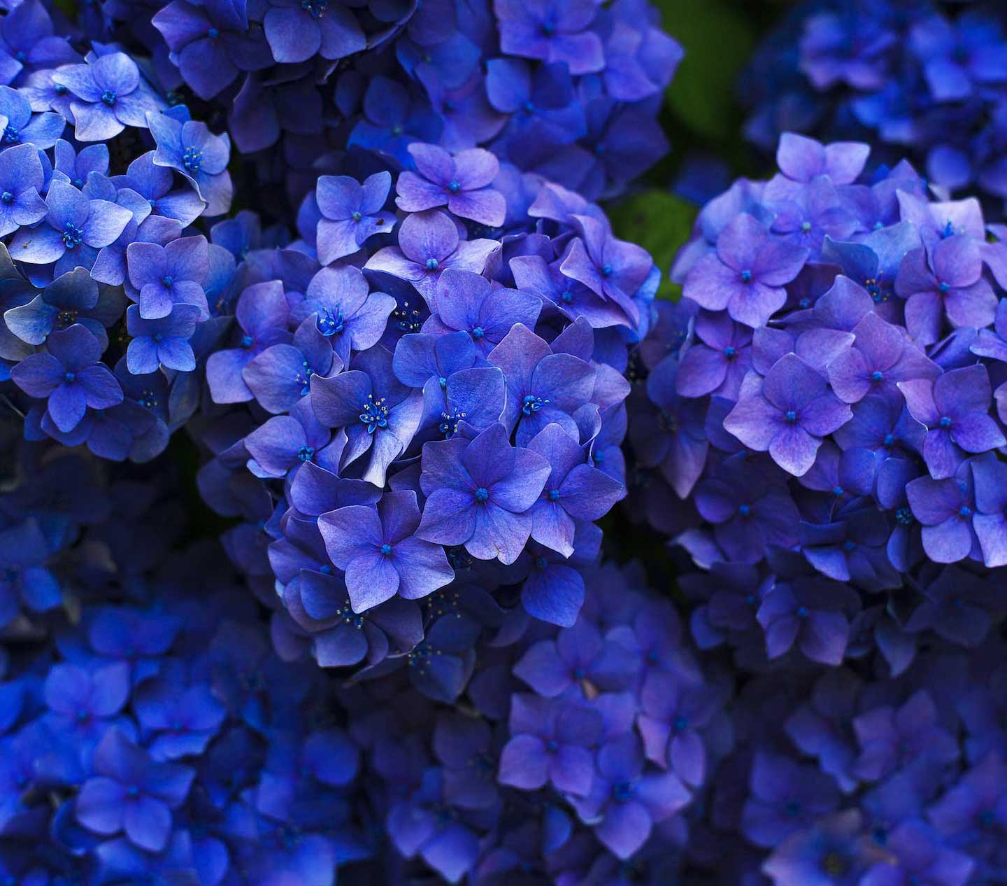 紫陽花の花