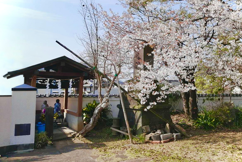 南正寺にある境内地蔵と桜の木
