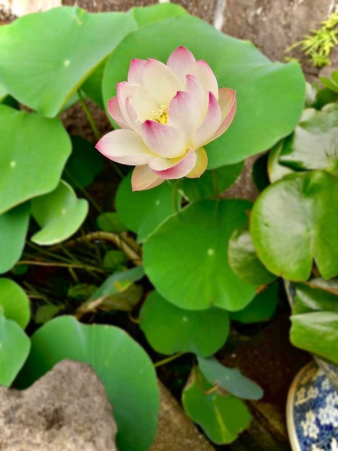 南正寺の境内咲く睡蓮の花