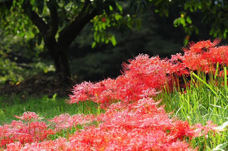 南正寺 春季彼岸会 赤い彼岸花
